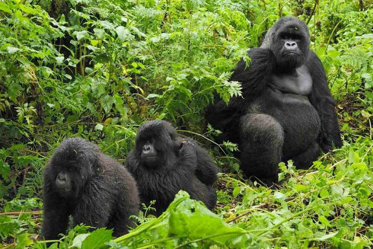 Mountain Gorillas Social Life & Behavior